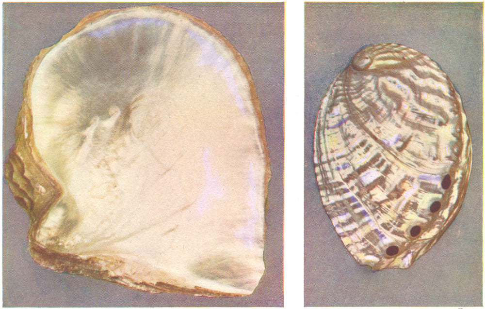 MOLLUSCS. Pearl Oyster (Margaritifera) ; Ormer (Haliotis tuberculata)  1936